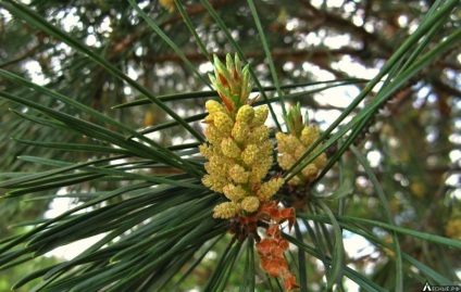 Cedar - o descriere a proprietăților de cedru, utilizare, fapte interesante (cedru) Cedar - o descriere a proprietăților de cedru, utilizare, fapte interesante