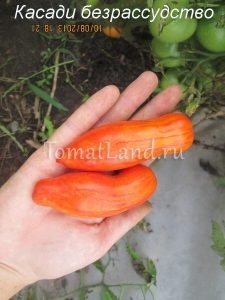 tomate carpiene (sere sol deschis) tomate carpian