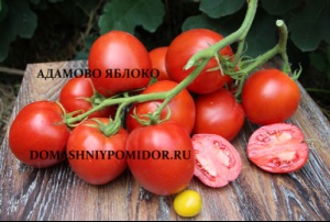tomate carpiene (sere sol deschis) tomate carpian