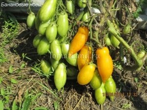 roșii carpiene (tomate) tomate carpian