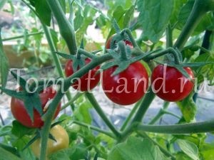 roșii carpiene (arbuștilor deschis sol) tomate carpian