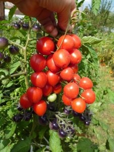 roșii carpiene (carpiene) tomate carpian