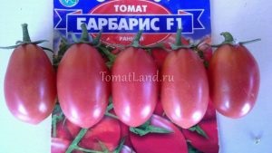 tomate carpiene (sere sol deschis) tomate carpian