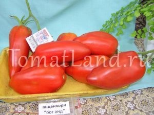 roșii carpiene (tomate) tomate carpian