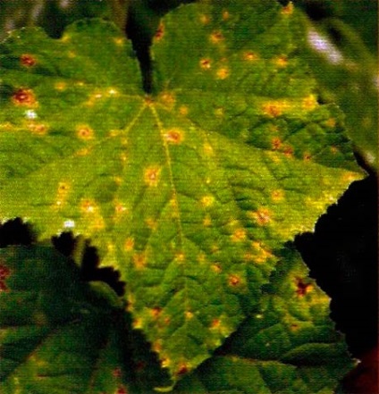 Cladosporium castravete (Cladosporium) Cladosporium castravete