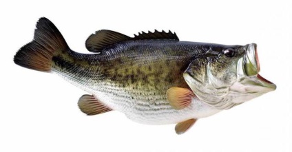Clasificarea taxonomie fundații de pește și exemple (clasificare) Clasificare fundații taxonomie pește și exemple