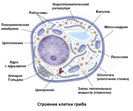 Celulele micotice (celule) celule fungice