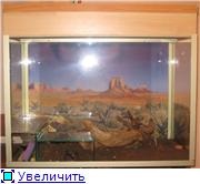 Club fani păianjeni tarantula (terariu păianjen pentru) Iubitorii de Club tarantula