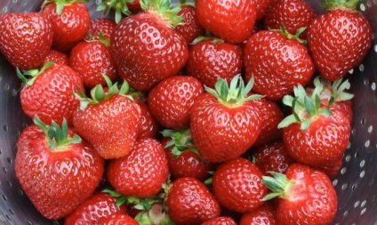 Strawberry remontant - cultivarea și îngrijirea video (căpșuni) remontant căpșuni - cultivare și video de îngrijire
