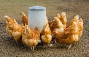 Hrănirea găinilor ouătoare, în mediul de origine video (Pui ciugulesc ouă) Hrănirea găinilor ouătoare, în mediul video de interior