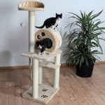 Cat are nevoie de o casă, o pisica miracol (pisica și proprietarul) Cat are nevoie de o casă, o pisică miracol
