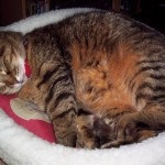 Cat are nevoie de o casă, un miracol pisica (obligatoriu) Cat are nevoie de o casă, o pisică miracol
