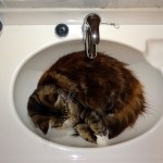 Cat are nevoie de o casă, o pisica miracol (pisica și casa) Cat are nevoie de o casă, o pisică miracol
