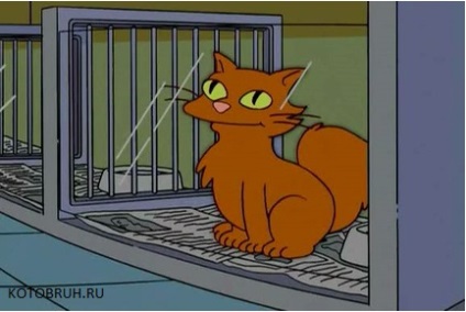 Pisici Simpsons (pisici din seria de televiziune animate Familia Simpson.) pisici Simpsons