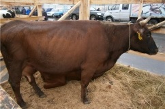 Red stepa vaci de rasa trăsături caracteristice de întreținere și îngrijire (review-uri) Agricultori Red stepa vaci de rasa trăsături caracteristice de întreținere și îngrijire
