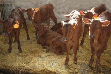 Red Steppe vaci de rasa trăsături caracteristice de întreținere și îngrijire (Red stepa) Red stepa vaci de rasa trăsături caracteristice de întreținere și îngrijire