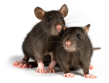 Șobolanii - animalele de companie perfectă (Dumbo) Șobolanii - animale de companie perfecte
