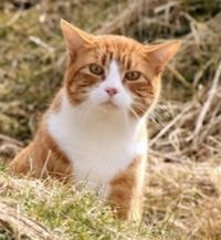 Cine marchează adesea teritoriul unei pisici sau pisici sunt toate despre pisici și pisici cu dragoste (pisica marcheaza teritoriul pe care o fac) Cine marchează adesea teritoriul unei pisici sau pisici sunt toate despre pisici și pisici cu dragoste