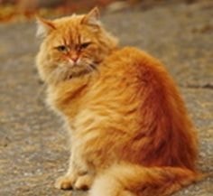 Cine marchează adesea teritoriul unei pisici sau pisici sunt toate despre pisici și pisici cu dragoste (mai mult) Cine marchează adesea teritoriul unei pisici sau pisici sunt toate despre pisici și pisici cu dragoste