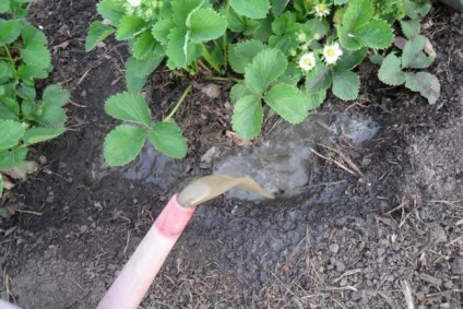 gunoi de grajd de pui și gunoi de grajd ca îngrășământ pentru căpșuni cum și când să folosească o fotografie, video (de pui) gunoi de grajd de pui și gunoi de grajd ca îngrășământ pentru căpșuni cum și când să folosească o fotografie, video,