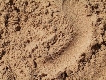 gunoi de grajd de pui ca îngrășământ pentru căpșuni în primăvară, toamnă (în primăvară) gunoi de grajd de pui ca îngrășământ pentru căpșuni în primăvară, toamnă
