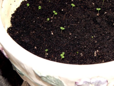îngrijire de lavandă și cultivarea în casa de semințe (lavanda) îngrijire Lavandă și cultivarea la domiciliu din semințe