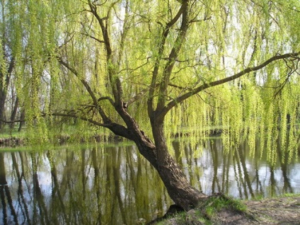 Limfosan Arthro, sibzdor ( «Limfosan Arthro“ Extras) Arthro Limfosan, sibzdor
