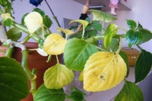 Frunzele rândul său, galben balsamurilor - magia de plante (frunze) Balsamul frunze rândul său, galben - Plante Magic