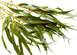 Frunze de eucalipt (Eucalyptus) frunze de eucalipt