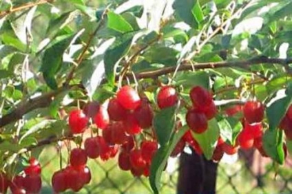 Elaeagnus multiflora gumi îngrijire cultivare de plantare (îngrijire) Elaeagnus multiflora Gumi de plantare de îngrijire cultivare