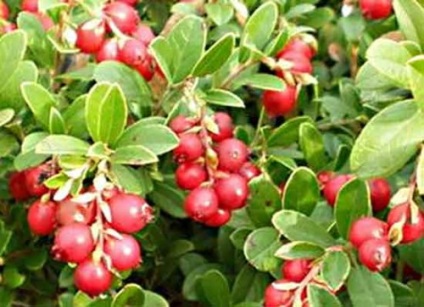 Elaeagnus multiflora gumi îngrijire cultivare plantare (gumi) Elaeagnus multiflora Gumi de plantare de îngrijire cultivare