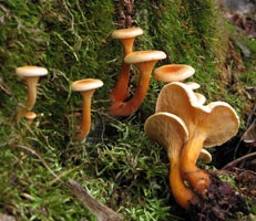 vulpi false (distinge vulpi false) chanterelle false