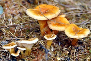 vulpi false (vulpi placă mai mult) chanterelle false