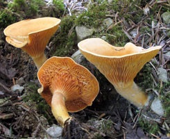 vulpi false (false) chanterelle false