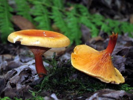vulpi false (vulpi placă mai mult) chanterelle false