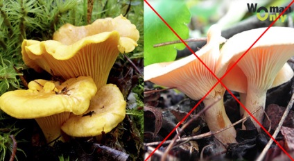 vulpi false cum să distingă (vulpi false) Fals Chanterelle cum să distingă