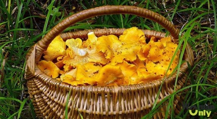vulpi false cum să distingă (vulpi) Fals Chanterelle cum să distingă