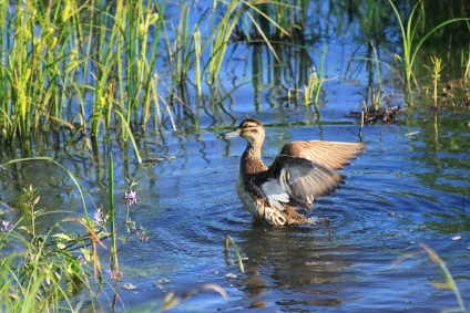 Meadow Lake și locuitorii săi, revista Wild (locuitori) Meadow Lake și locuitorii săi, Journal sălbatice