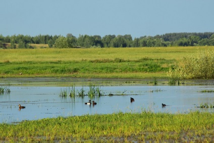 Meadow Lake și locuitorii săi, revista Wild (locuitori) Meadow Lake și locuitorii săi, Journal sălbatice