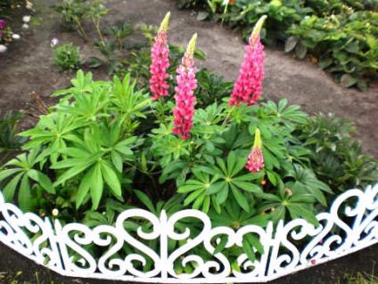 fotografie Lupin (lupin) Lupin fotografie