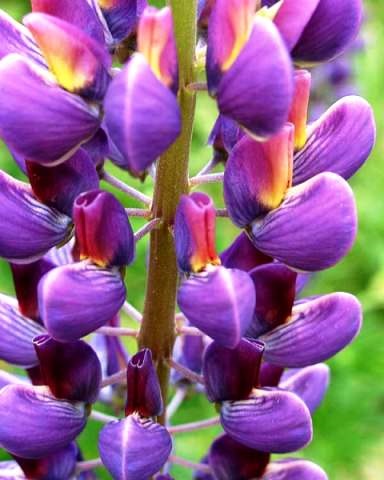 fotografie Lupin (lupin) Lupin fotografie