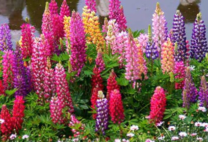fotografie Lupin (lupin) Lupin fotografie