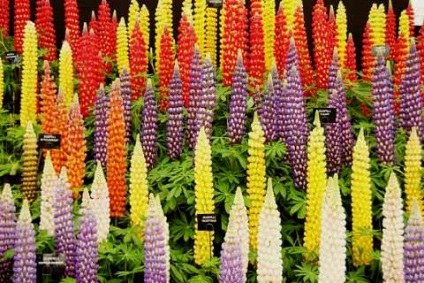 fotografie Lupin (lupin) Lupin fotografie