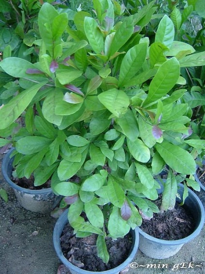 fructe Magic (lat (lat. SYNSEPALUM DULCIFICUM) Magic Fructe (limba latină:
