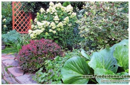 O mică porțiune (foto), care construi, cum de a decora și ce să plantelor, site-ul de grădină, cabana și cameră (plante) O mică porțiune (foto), care construi, cum de a decora și ce să plantelor, site-ul de grădină, cabana și camera