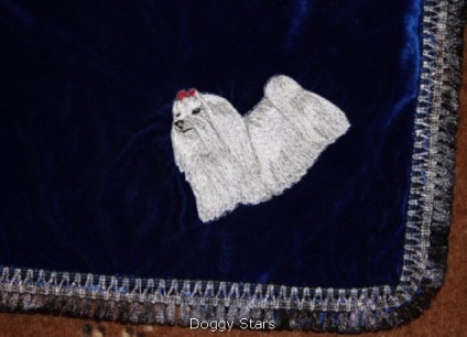 Malteză (malteză) - pietre pentru animale de companie pe (malteză (malteză)) Malteză (malteză) - animale de rasa