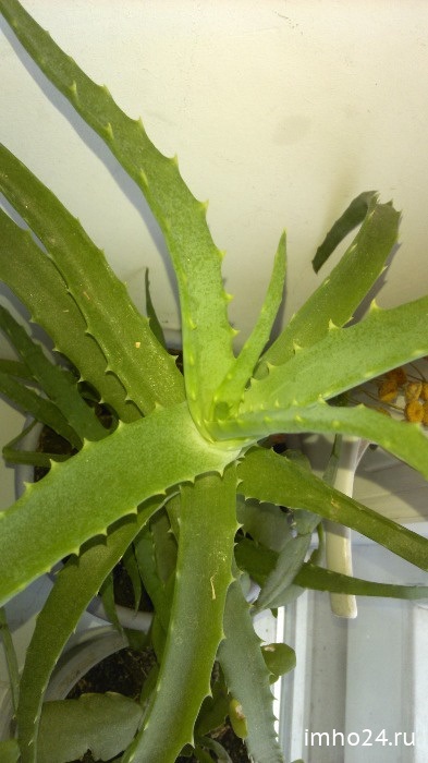 Masca cu aloe pentru comentarii păr (masca) Masca cu aloe pentru comentarii păr