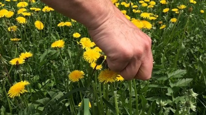 Masca de păpădii se confruntă cu suc, decocturi, tincturi (păpădia) Masca de păpădii se confruntă cu suc, ceaiuri de plante, infuzii