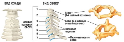 Masaj a coloanei cervicale (a 7-a vertebră cervicală) masaj de col uterin