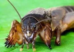 fotografii Mole, descriere, metode de luptă (crichet) fotografii Mole, descriere, metode de luptă